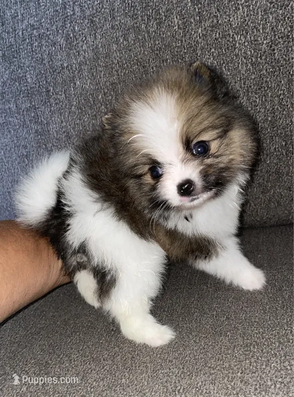 BJ , (teeny tiny tcup size  – Pomeranian puppy for sale in Fresno, CA