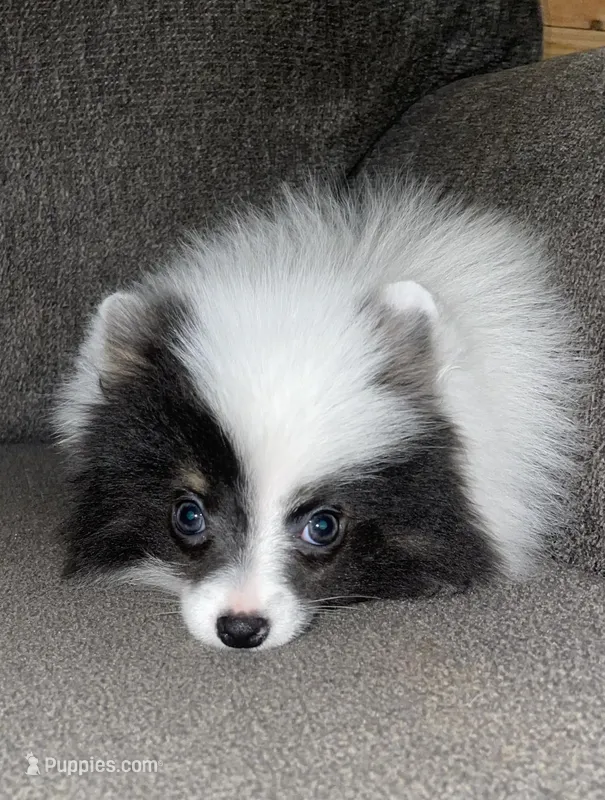 MALY (CKC) – Pomeranian puppy for sale in Fresno, CA