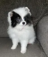 MALY (CKC), a female Pomeranian for sale in Fresno, CA – Photo 2 of 2