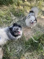 MALY , a female Pomeranian for sale in Fresno, CA – Photo 4 of 5