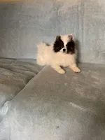 MALY , a female Pomeranian for sale in Fresno, CA – Photo 5 of 5