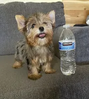 May (chocolate Merle), a female Yorkshire Terrier for sale in Fresno, CA – 4 of 10