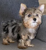 Maly , a female Yorkshire Terrier for sale in Fresno, CA – 3 of 4