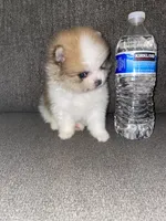 Rocky (tcup ), a male Pomeranian for sale in Fresno, CA – 1 of 3