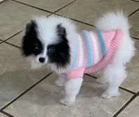 Maly , a female Pomeranian for sale in Fresno, CA – Photo 2 of 7