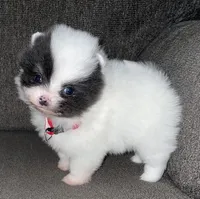 Maly , a female Pomeranian for sale in Fresno, CA – Photo 6 of 7