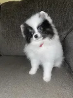 Maly , a female Pomeranian for sale in Fresno, CA – Photo 5 of 7