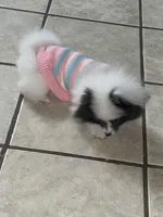 Maly , a female Pomeranian for sale in Fresno, CA – Photo 3 of 7