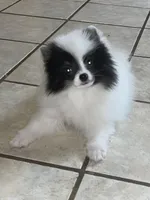 Maly , a female Pomeranian for sale in Fresno, CA – Photo 4 of 7