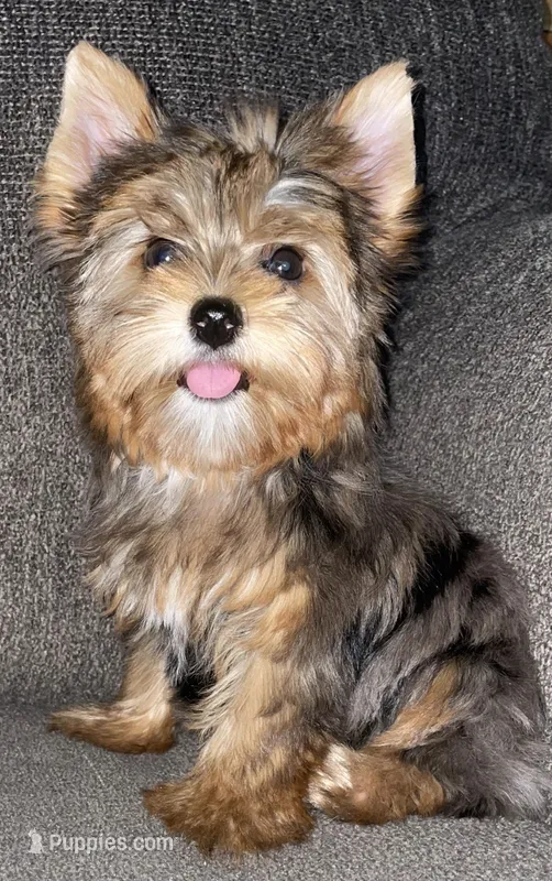 Rose  – Yorkshire Terrier puppy for sale in Fresno, CA