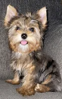 Rose , a female Yorkshire Terrier for sale in Fresno, CA – 1 of 4