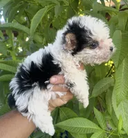 Ricky (Parti color )Tcup size (on hold), a male Yorkshire Terrier for sale in Fresno, CA – 2 of 6