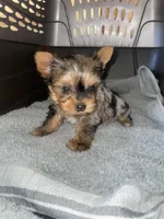 Rose , a female Yorkshire Terrier for sale in Fresno, CA – 2 of 2