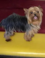 Max, a male Pomeranian for sale in Fresno, CA – Photo 3 of 5