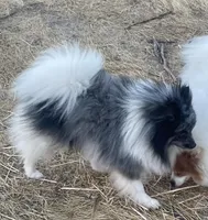 Max, a male Pomeranian for sale in Fresno, CA – Photo 5 of 5