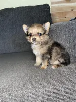 Max, a male Pomeranian for sale in Fresno, CA – Photo 2 of 5