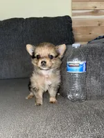 Max, a male Pomeranian for sale in Fresno, CA – Photo 4 of 5