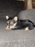 Rose , a female Yorkshire Terrier for sale in Fresno, CA – 4 of 4