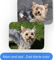 Penny (Merle), a female Yorkshire Terrier for sale in Fresno, CA – 9 of 9