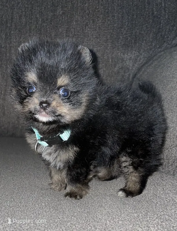 TCup black/tan – Pomeranian puppy for sale in Fresno, CA