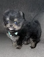 TCup black/tan, a female Pomeranian for sale in Fresno, CA – 1 of 4