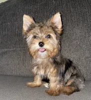 Rose , a female Yorkshire Terrier for sale in Fresno, CA – 3 of 4