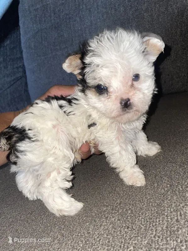 Ricky  – Yorkshire Terrier puppy for sale in Fresno, CA