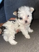 Ricky , a male Yorkshire Terrier for sale in Fresno, CA – 1 of 2