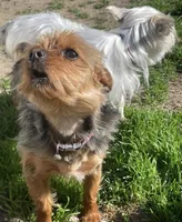 Penny, a female Yorkshire Terrier for sale in Fresno, CA – Photo 4 of 7
