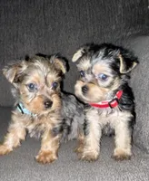 Penny, a female Yorkshire Terrier for sale in Fresno, CA – Photo 1 of 7