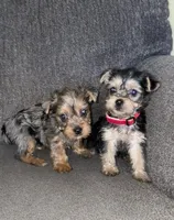 Penny, a female Yorkshire Terrier for sale in Fresno, CA – Photo 2 of 7