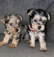 Penny, a female Yorkshire Terrier for sale in Fresno, CA – Photo 3 of 7