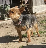 Penny, a female Yorkshire Terrier for sale in Fresno, CA – Photo 6 of 7