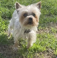 Penny, a female Yorkshire Terrier for sale in Fresno, CA – Photo 7 of 7
