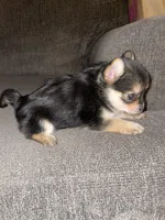 Rose , a female Yorkshire Terrier for sale in Fresno, CA – 2 of 4