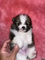 BJ (tcup ), a male Pomeranian for sale in Fresno, CA – 2 of 3