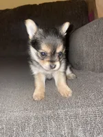 Rose , a female Yorkshire Terrier for sale in Fresno, CA – 3 of 4