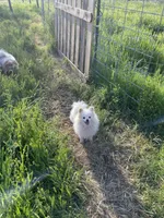 Casper , a male Pomeranian for sale in Fresno, CA – Photo 2 of 2