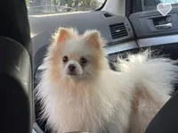 Casper , a male Pomeranian for sale in Fresno, CA – Photo 1 of 2