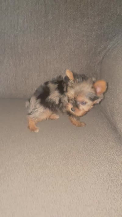 Rose (chocolate Merle), a female Yorkshire Terrier for sale in Fresno, CA – 6 of 6