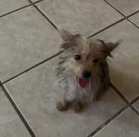 Penny  (Tcup size ), a female Yorkshire Terrier for sale in Fresno, CA – 4 of 8