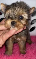 Penny (Merle), a female Yorkshire Terrier for sale in Fresno, CA – 5 of 9