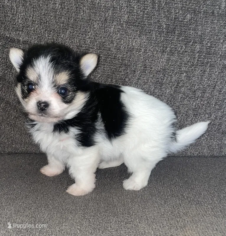 Rocky  – Yorkshire Terrier puppy for sale in Fresno, CA