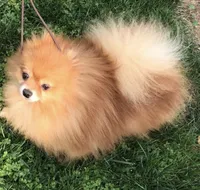 April , a female Pomeranian for sale in Fresno, CA – 5 of 5