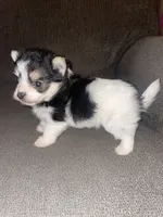 Rocky , a male Yorkshire Terrier for sale in Fresno, CA – 4 of 5