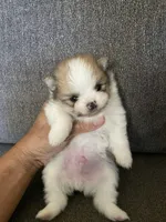 Rocky , a male Pomeranian for sale in Fresno, CA – 2 of 3