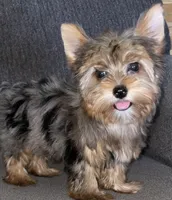 Rose , a female Yorkshire Terrier for sale in Fresno, CA – 2 of 4