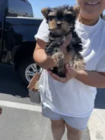 Penny  (Tcup size ), a female Yorkshire Terrier for sale in Fresno, CA – 7 of 8