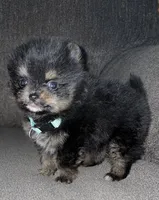 TCup black/tan, a female Pomeranian for sale in Fresno, CA – 2 of 4