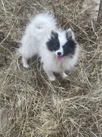 Penny (CKC), a female Pomeranian for sale in Fresno, CA – 4 of 4
